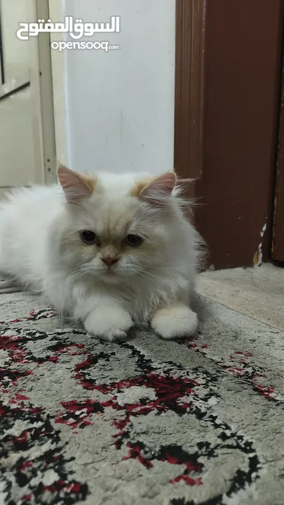 قط للتبني قط بريشن أبيض فرصة رائعة لتبني قط بريشن أبيض جميل ونظيف عمره أكثر من ستة شهور.