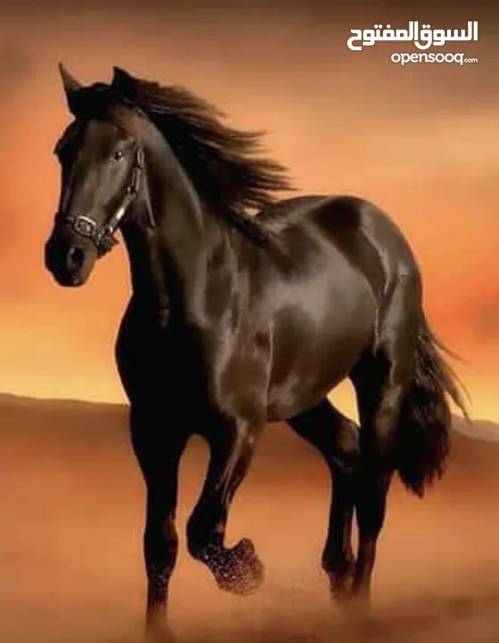 قطعة ارض استثمارية مميزة للبيع