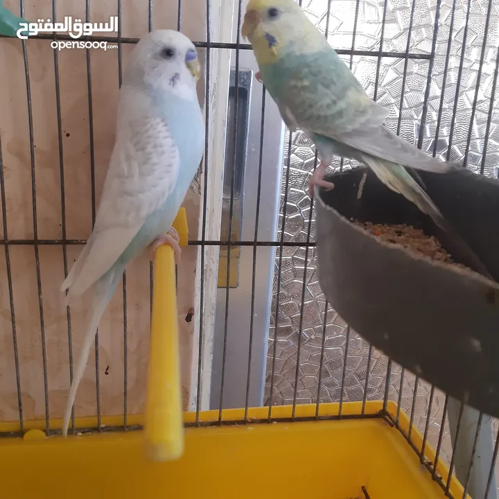 طيور حب للبيع سعر الجوز 15دينار مع قفص والمعالفه وبياضاه . طيور حب انجليزي