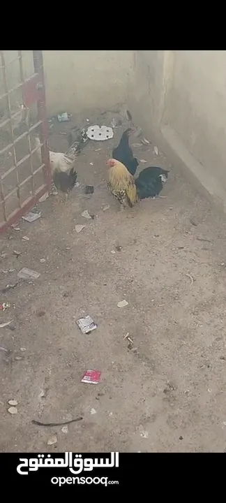 جاج بلدي للبيع