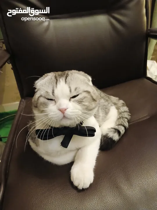 Scottish triple fold  male