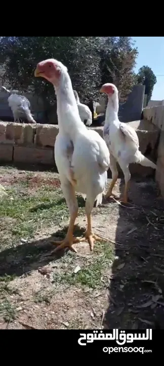 صيصان وديوك باكستاني
