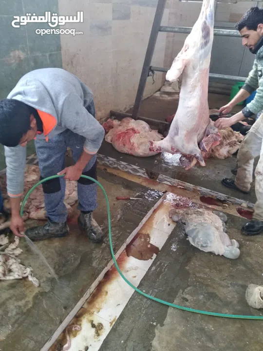 ملحمة ومسلخ خاص وأرض "مرزعة" للبيع