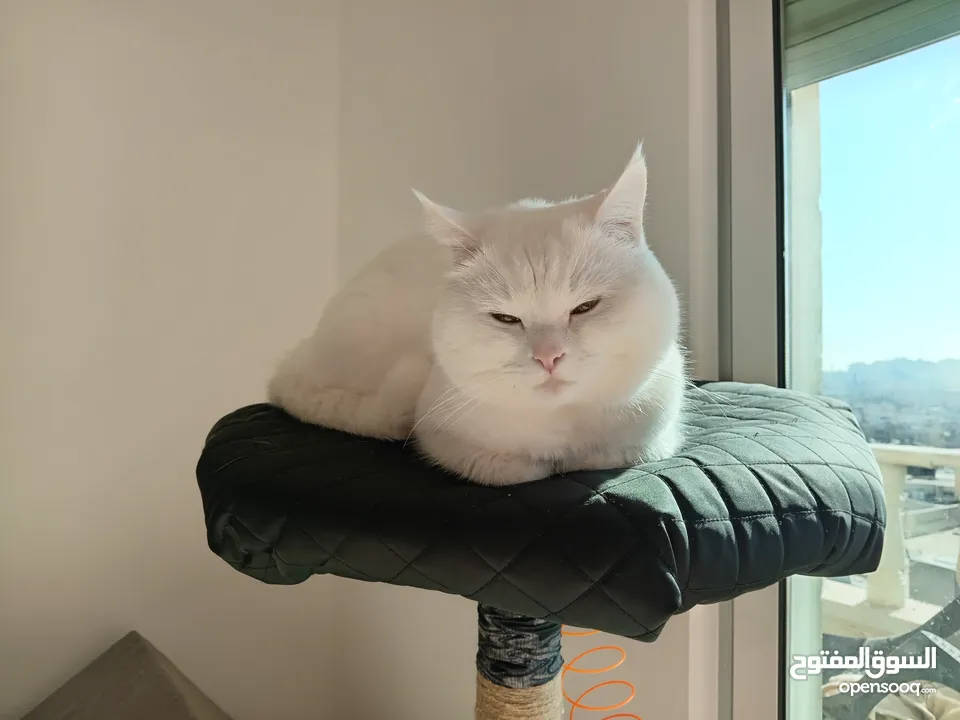 Angora cat for sale