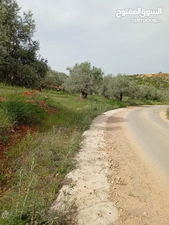ارض منبسطه فل زتون رومي واصلها جميع الخدمات تصلح لبناء فيله او لعزبه. لقطه .....