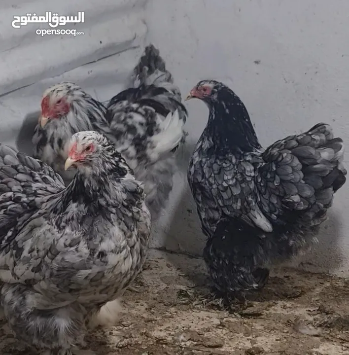 بيض مخصب و صيصان لسلالات دجاج نادره على مستوى العالم