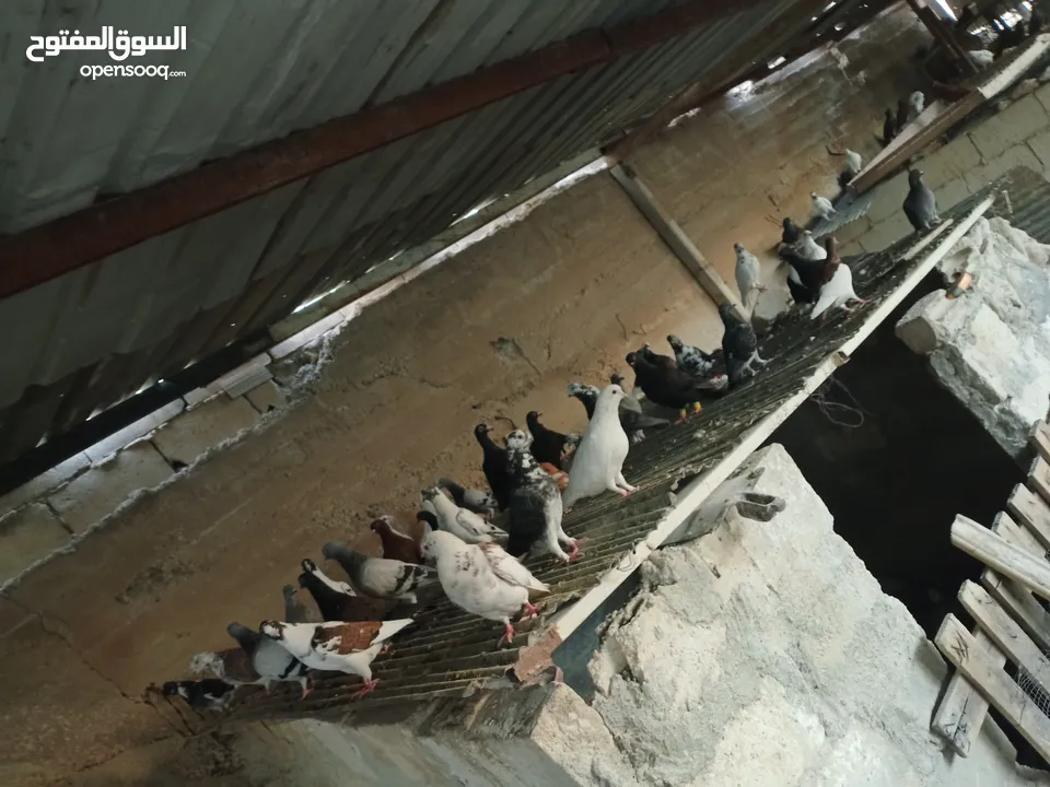 انواع حمام مشكلة للبيع