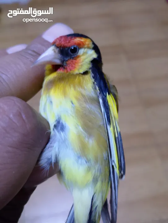 حسون كلاسك اصفر مايور حجل 24