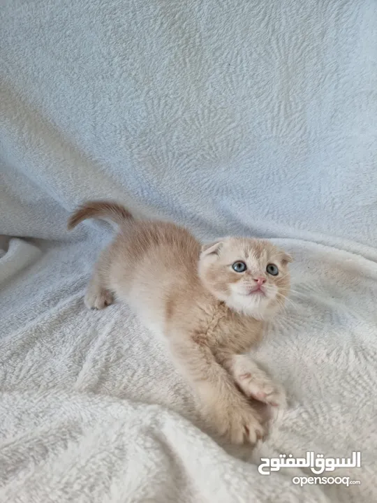 Ragdoll, Scottish, British and persian kittens