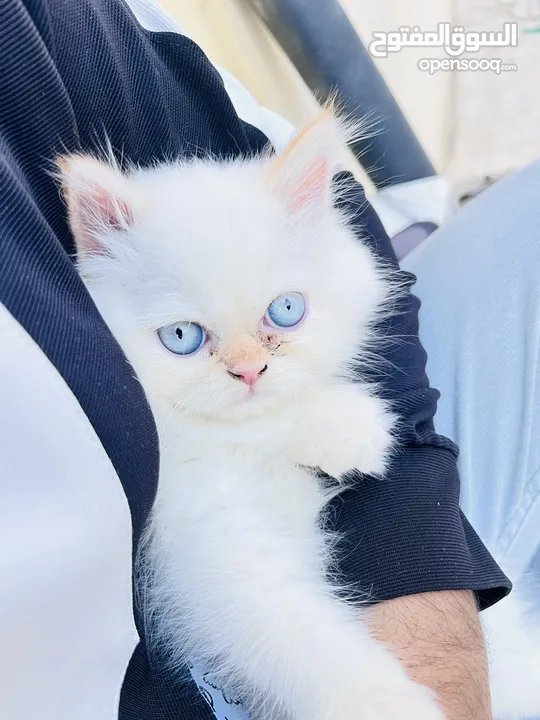 Ragdoll cat