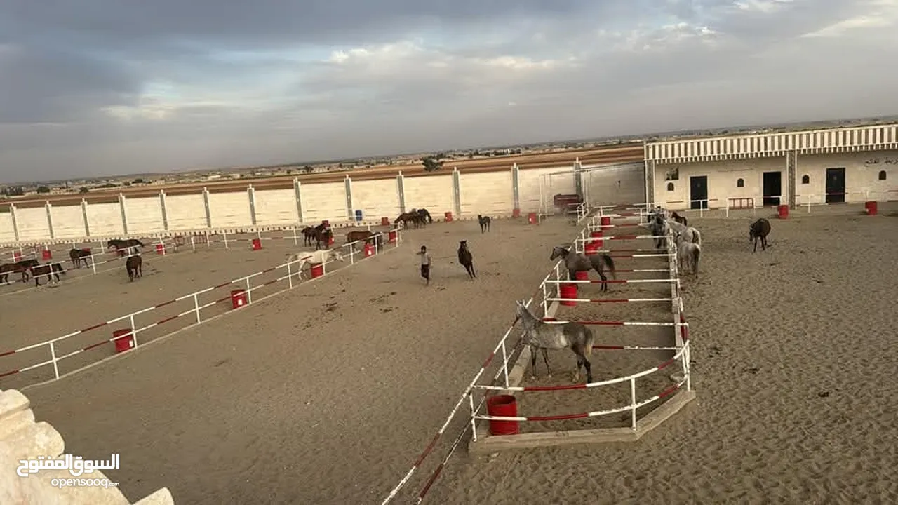 فرس عربيه بدويه طيبه العمر 9 سنوات  وسط خيل طيبة من الخيل القديم