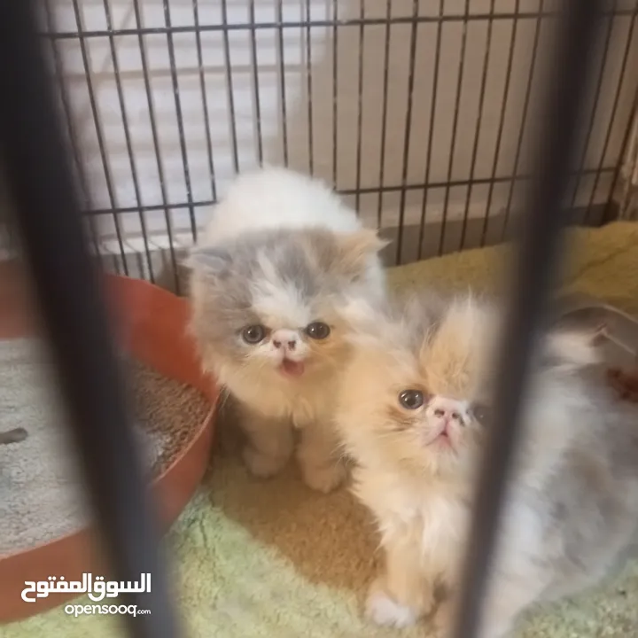 اناثي بيرشن لعب مستوى خرافي عمر 50يوم كلشي بالوصف