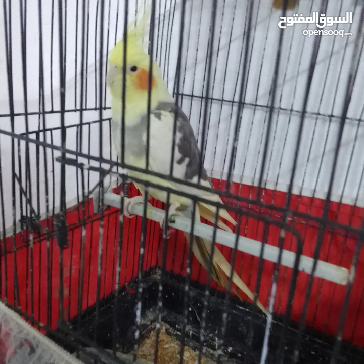 التواصل عبر واتس اب ببغاء كوكتيل  حجم كبير وعصافير حب مفتل و البينو وعادي عادي احجام كبيره