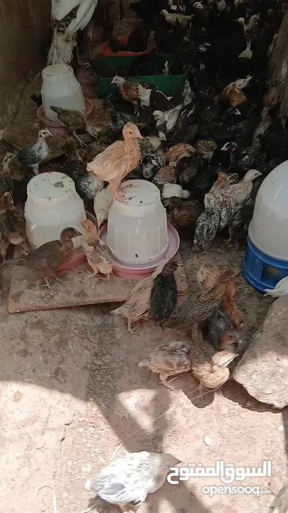 فرخات عمر شهر ونص مطعمات جاهزات سراحات صحه وعافيه ولله الحمد