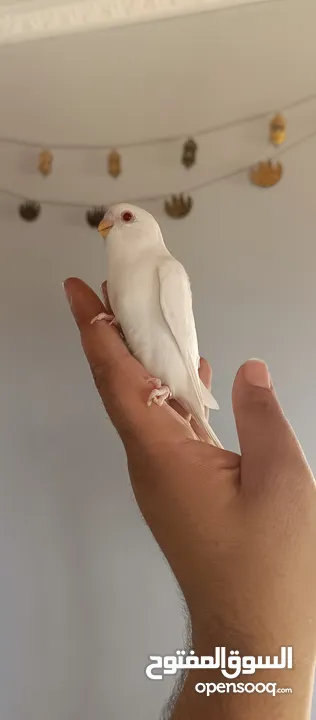 بيع طير حب