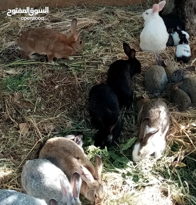 أرانب نخب للبيع