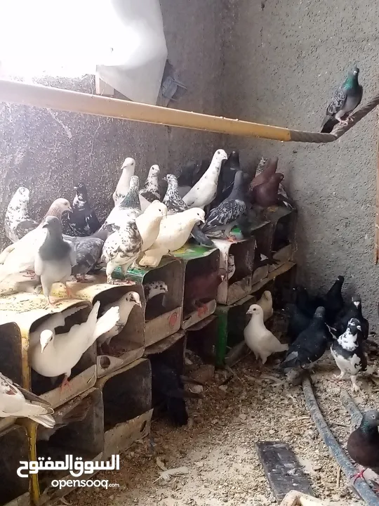 حمام بلدي شغال مية بالمية