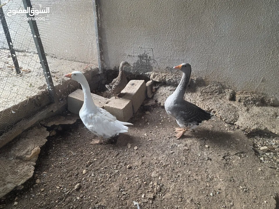 جوز وز شغال للبيع