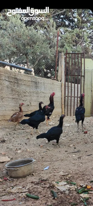 باكستاني نخب