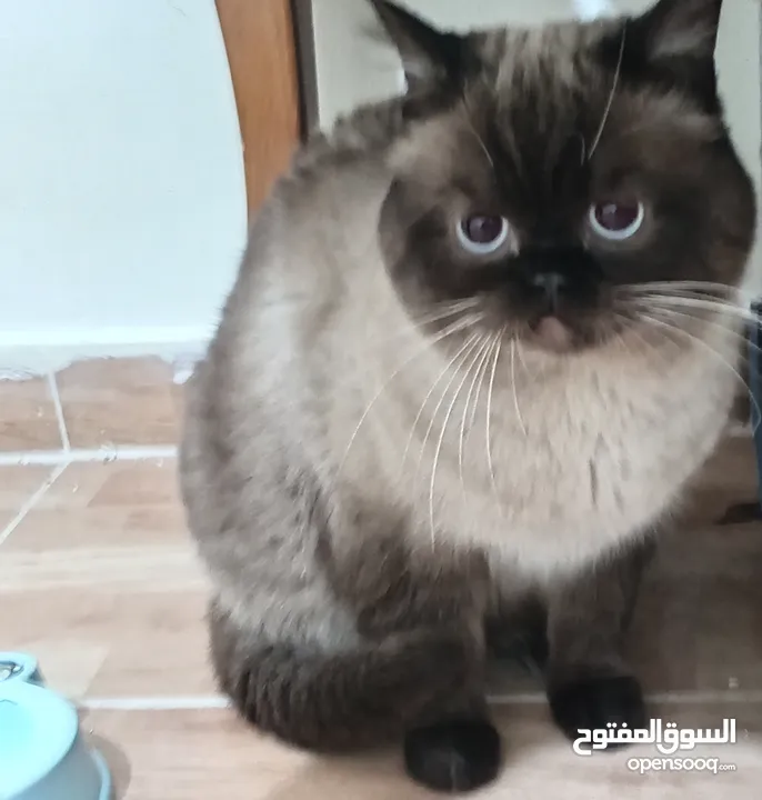 كتن كتنز بيبي  قطه شيرازي و قط شنشيلا ابيض ناصع و عيون زرق و قط و قطه يا   شبه تبني للتبني بسعر رمزي