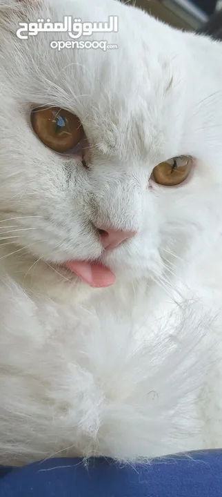 percian socialy kind withot voice persian cat