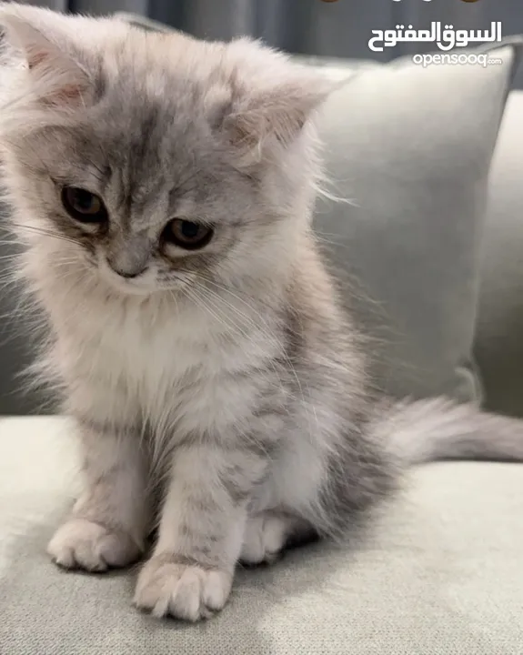 قطة أنثى للبيع العمر 4 شهور