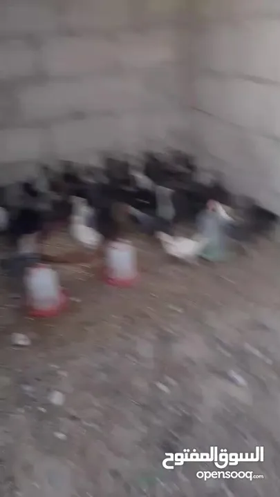 صيصان بلدي