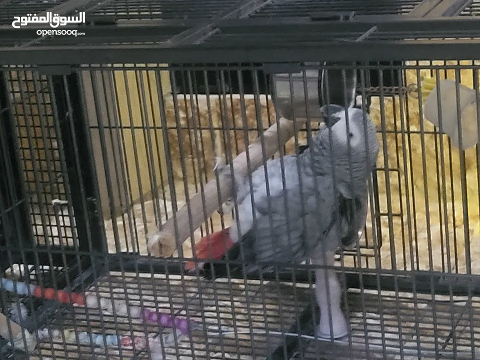 ببغاء كاسكو أليف متكلم بطلاقة