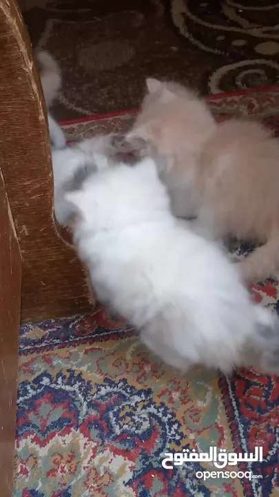قطط للبيع همالايا للبيع ما شاء الله
