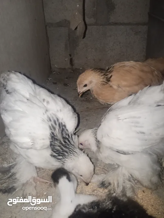 صيصان براهما
