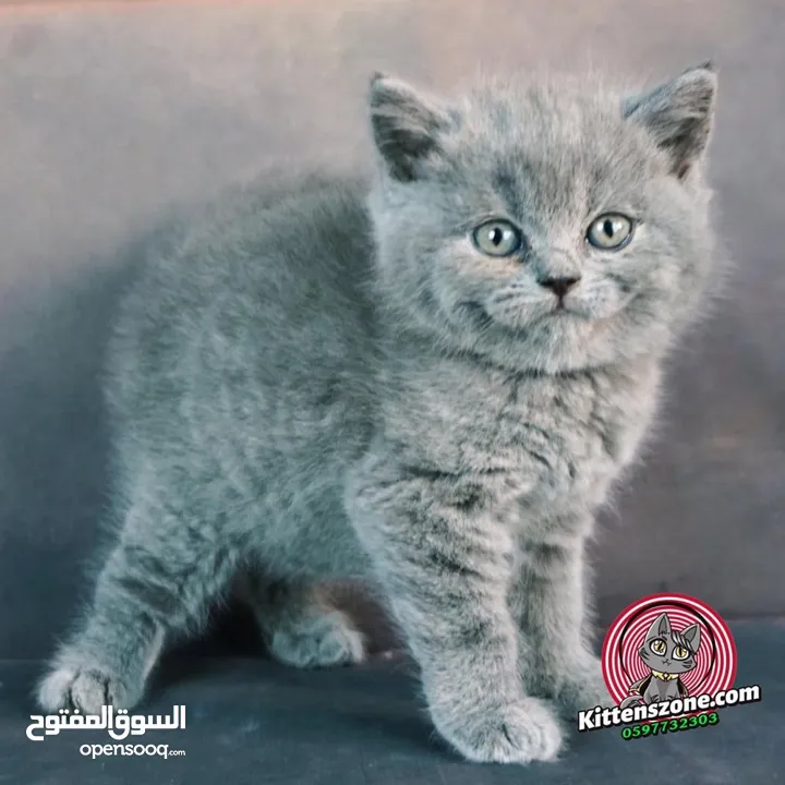 نشتري قطط سكوتش وبريتش الإعمار من شهرين ل3