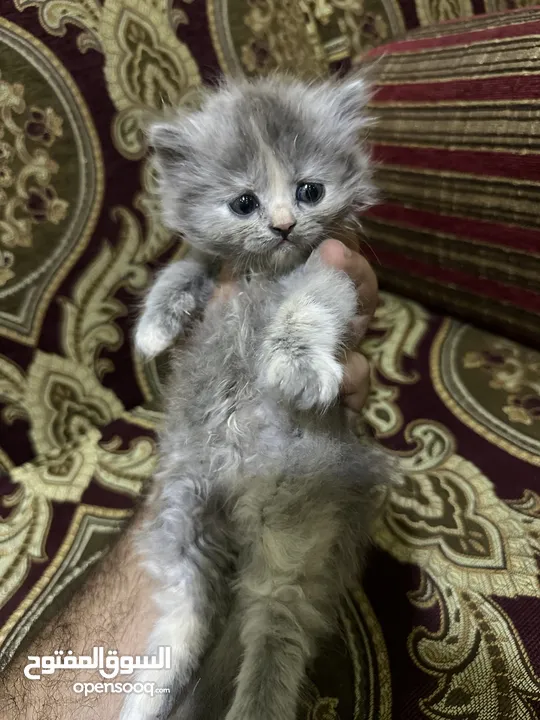 كتن سكوتش فولد & هيمالايا
