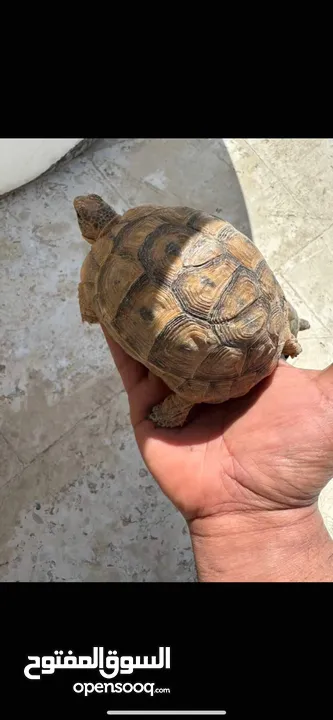 سلاحف بيبي وجمع الاحجام. تربيه مزرعه صحه ونظافه top.  يوجد سلاحف ازواج. موسم تكاثرهم.