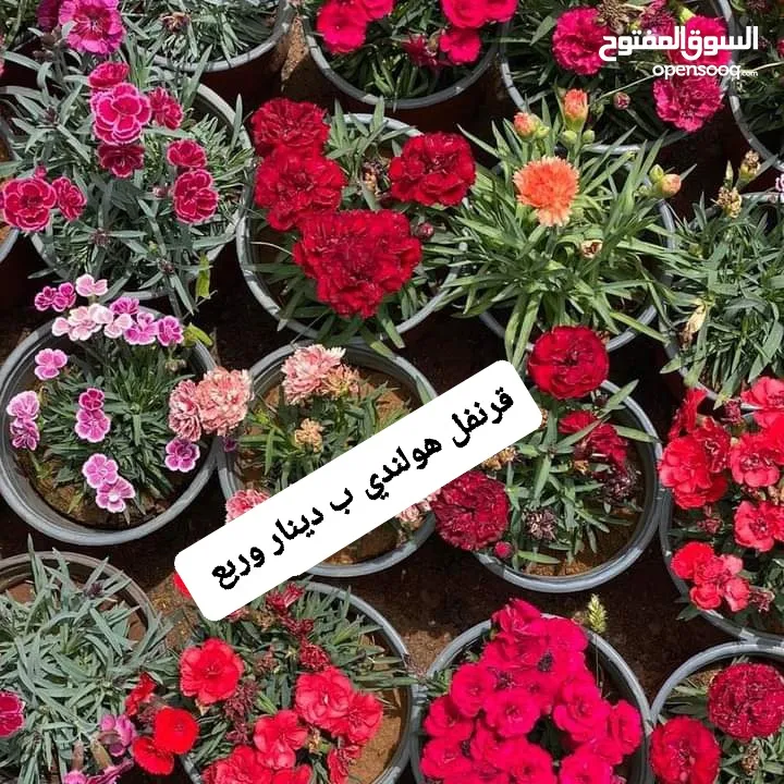 متوفر جميع انواع الاشجار المثمرة والزينة والورود وخدمة الزراع وتنسيق الحدائق وجميع انواع القواير