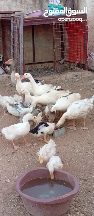 موجود وز وبط قطعه وحده