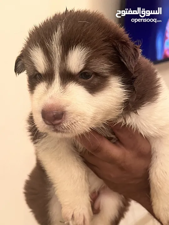 Alaskan Malamute  giant 45 days for reservation
