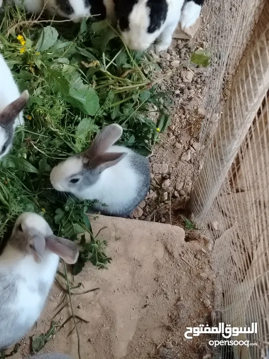 ارانب بلدي.. فرنسي..الذبح...جميع الوان والعمار وانثى وذكور...