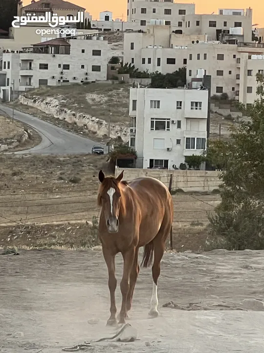 فرس انجليزيه فل مسجله في نادي السباق للخيول