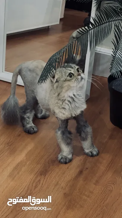 قطط سكوتش فولد  Scottish fold