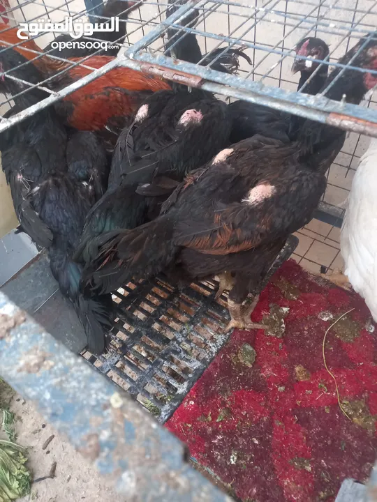 ست جاجا ت ودييكين