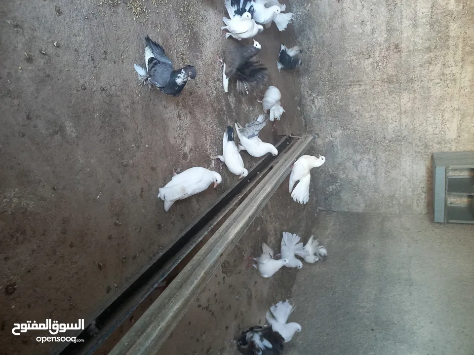 طيور حمام هزاز وكرينقوا