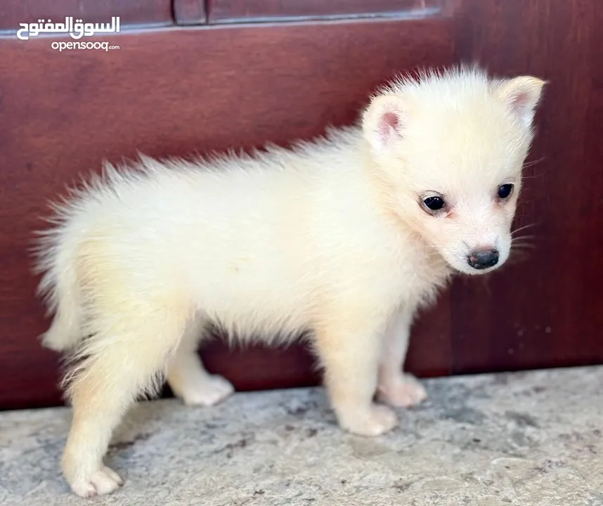 tea cup F3 Pomsky(Pomeranian /husky cross breed)puppies  and Pomeranian puppies available now