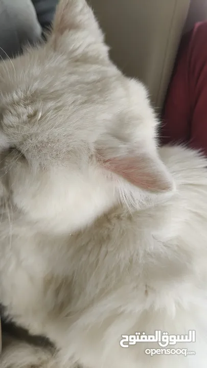 percian socialy kind withot voice persian cat