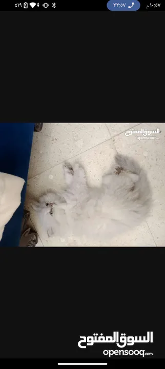 قطة هملايا صغيره للبيع
