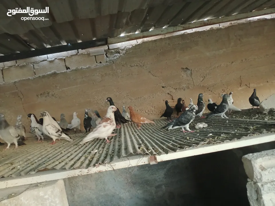 انواع حمام مشكلة للبيع