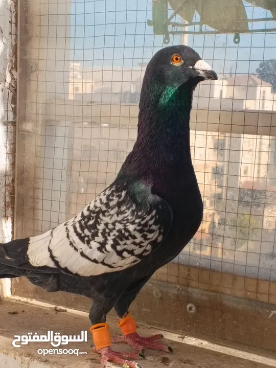 تشكيلة حمام مع جوز انجليزيات صفر نخب