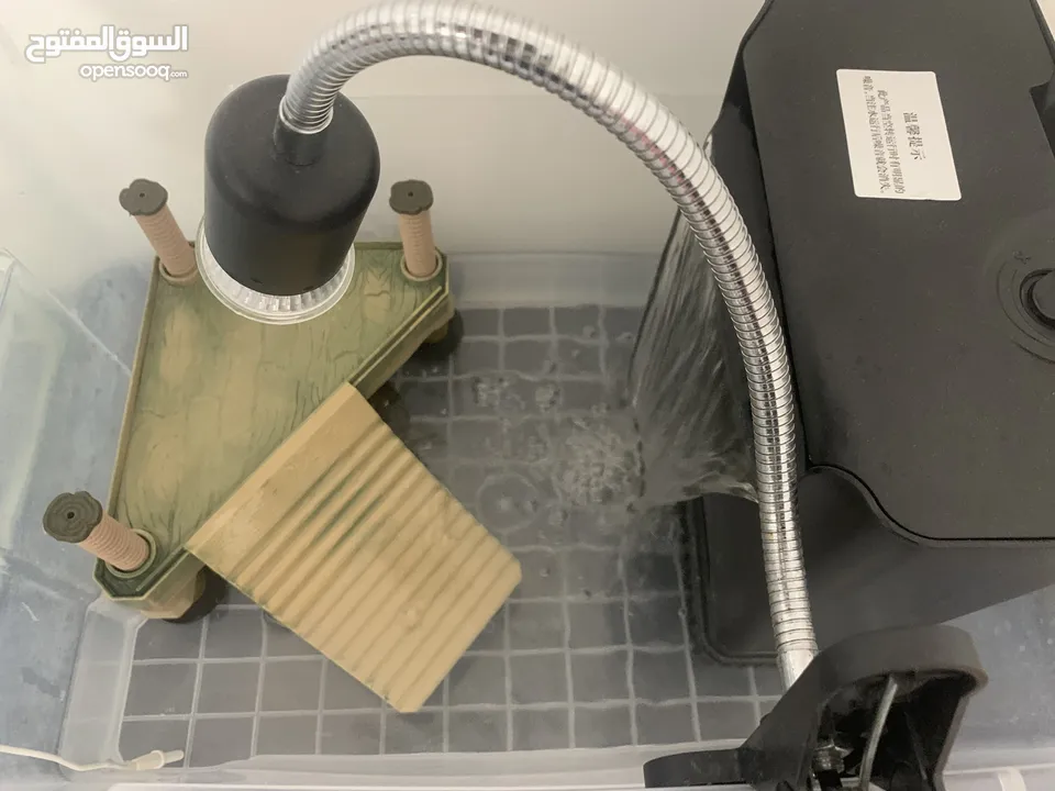 سلاحف برمائية اليفة