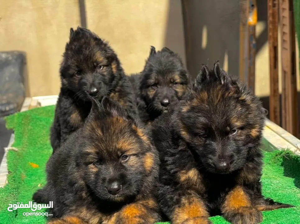 جراوي جيرمن شيبرد german shepherd puppies for sale