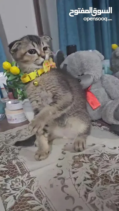 Zoti and Pure Chinchilla British