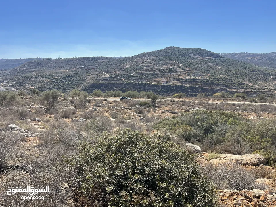 تملك قطعة ارض 5 دونم في اعلى جبال بني زيد طابو فلسطيني A والتنازل مباشرة